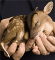 Анимированные картинки о любви к животным