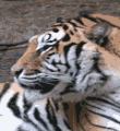 Анимированные картинки с тиграми