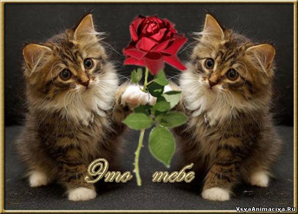 Картинка со текстом Тебе и два котёнка с розой