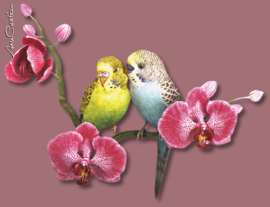 Любовь птиц Анимашки, анимационные картинки с кодами для дневников и блогов