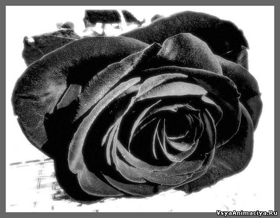 Розы чёрные Картинки с кодами для дневников и блогов