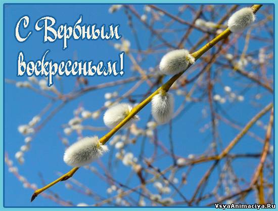 С Вербным воскресеньем Открытки с кодами для дневников и блогов