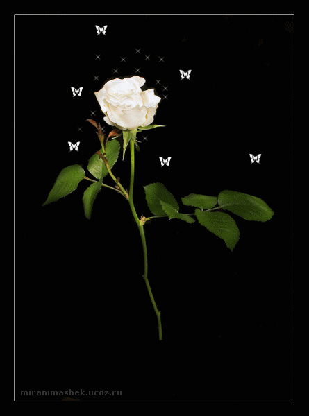 Бабочки вокруг белой розы