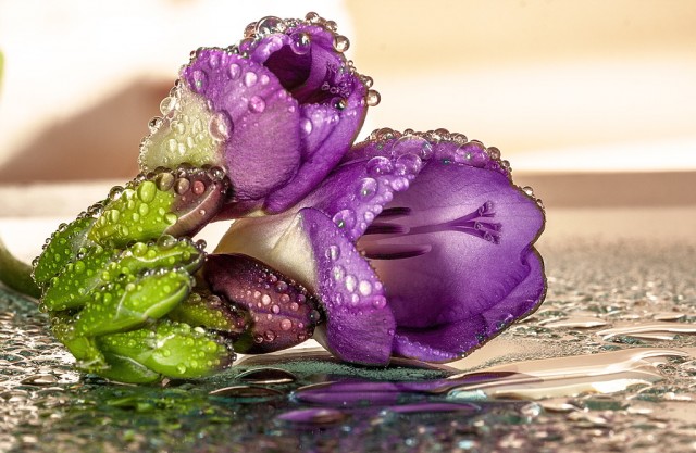 Макросъёмка фиолетовых цветов с росинками