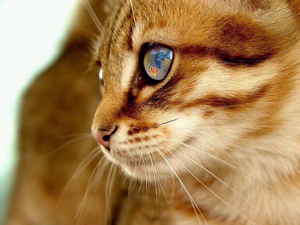 Коты, кошки Картинки с кодами для дневников и блогов