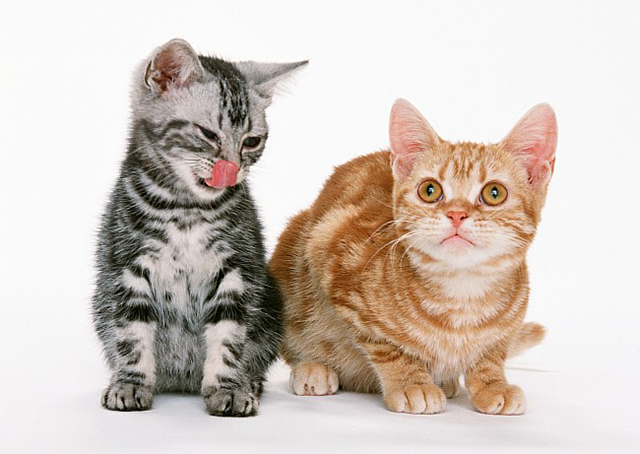 Коты, кошки Картинки с кодами для дневников и блогов