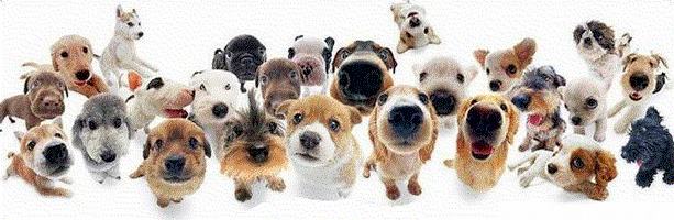 Собаки Анимашки, анимационные картинки с кодами для дневников и блогов